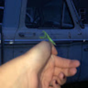 Meet your Posher, Gracie